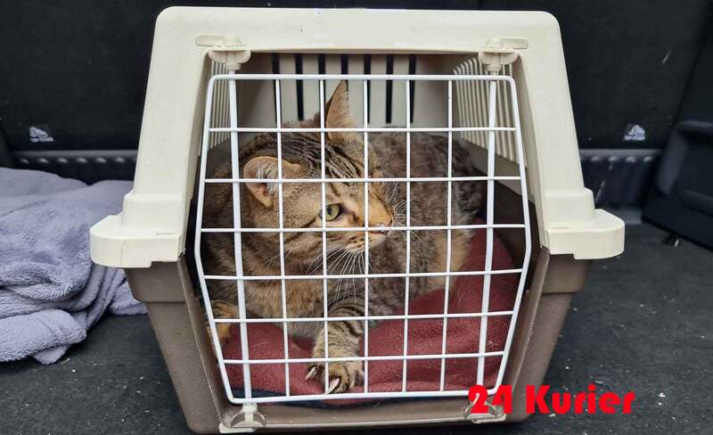 Kleintiertransport Katze nach Kleintierklink Universität Zürich bringen mit 24Kurier.