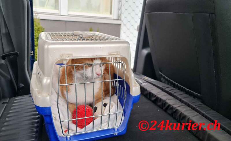 Kleintiertransport Hauskatze Charly nach Arosa fahren im Urlaub sicher am Ziel mit 24h Kurier