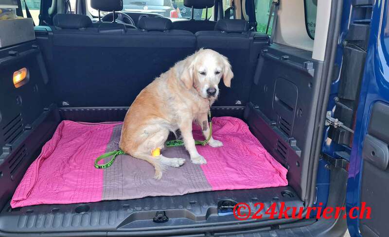 Kleintiertransport Hund Daisy nach Kleintierklink Universität Zürich bringen mit 24Kurier.